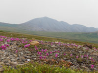 Mining Image